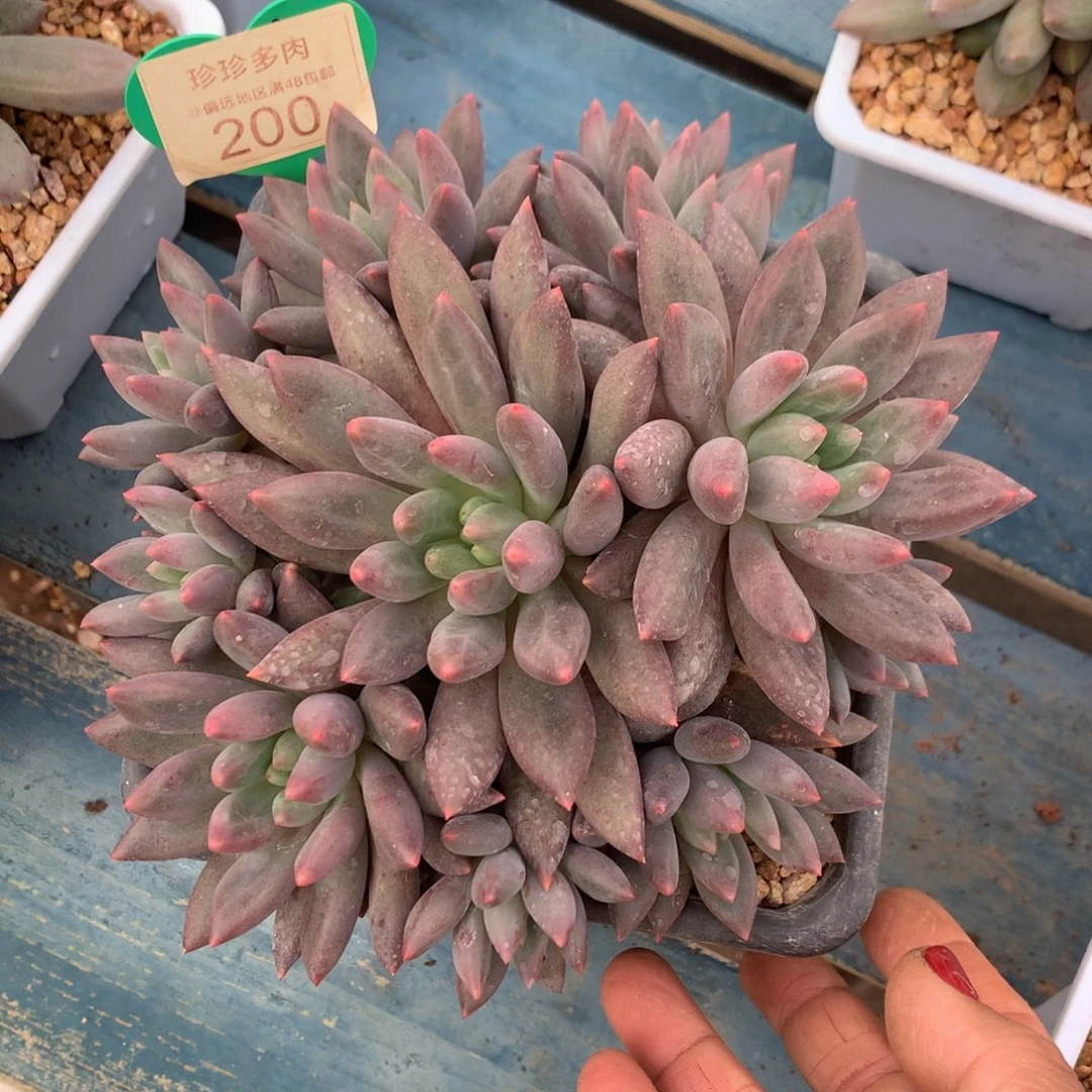 红体红蜻蜓捧花一物一拍