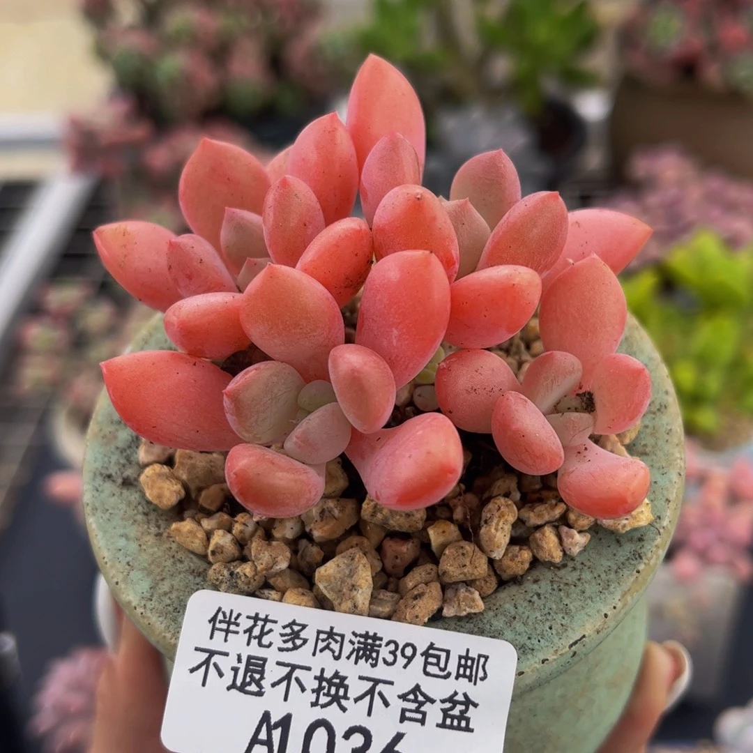 036-粉桃花多肉5cm