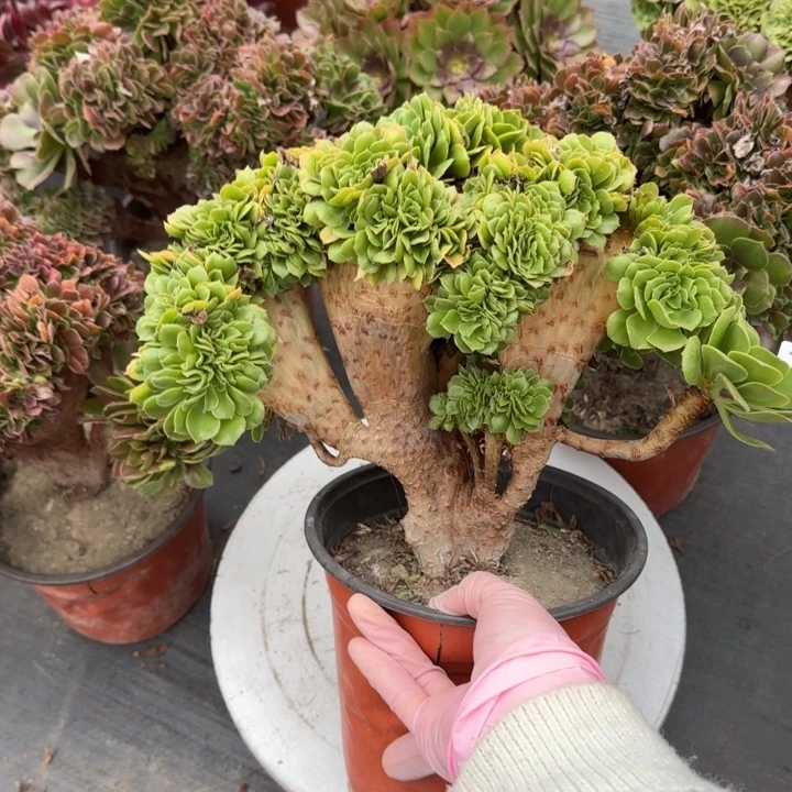 多肉植物绿羊绒缀356