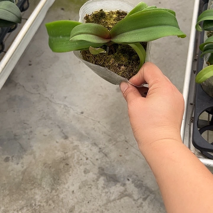 当前无花栽培后可以开花砂糖橘苗特价