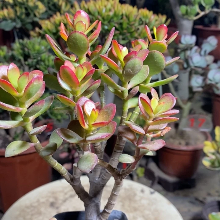 糖果姬红一物一拍