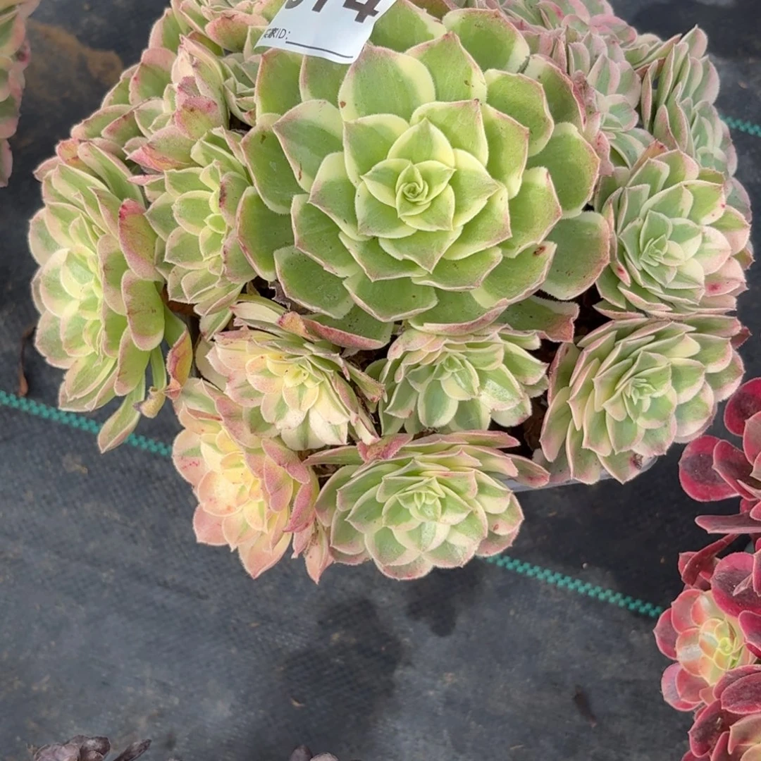 074西施多肉植物发货