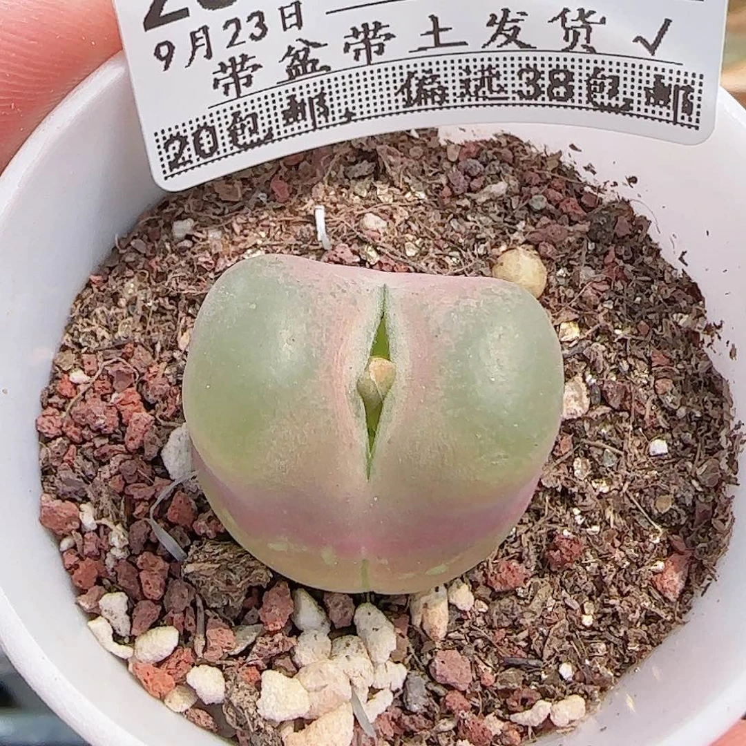 多肉0923--287毛汗尼