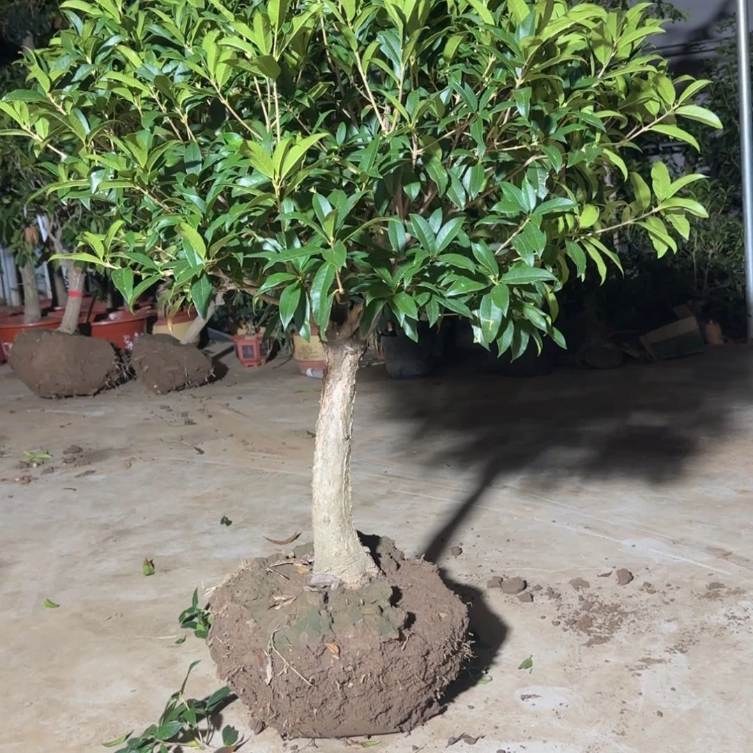 大***鹰无花朵桂花。八月桂系列
