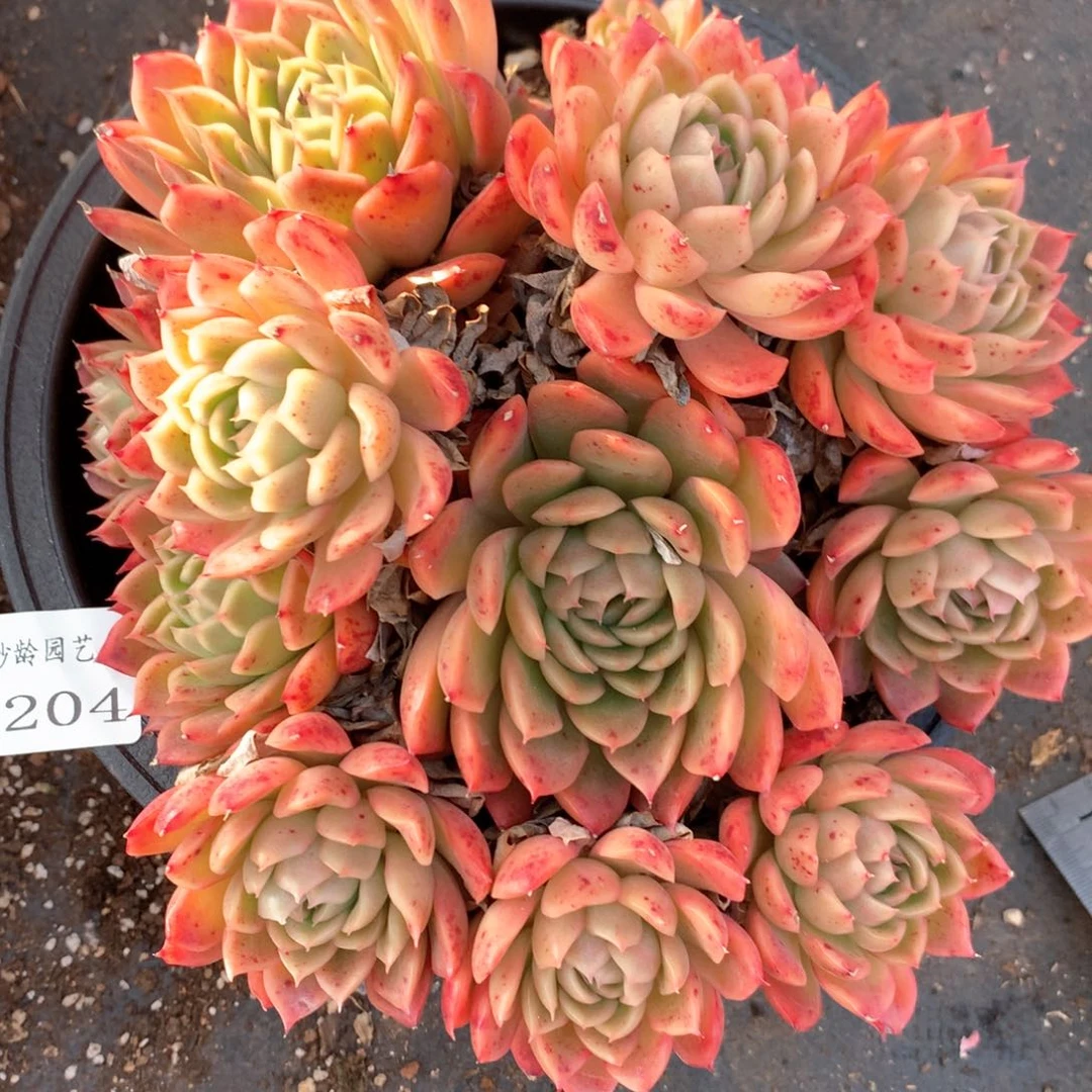 6204不包掉头整散不售后