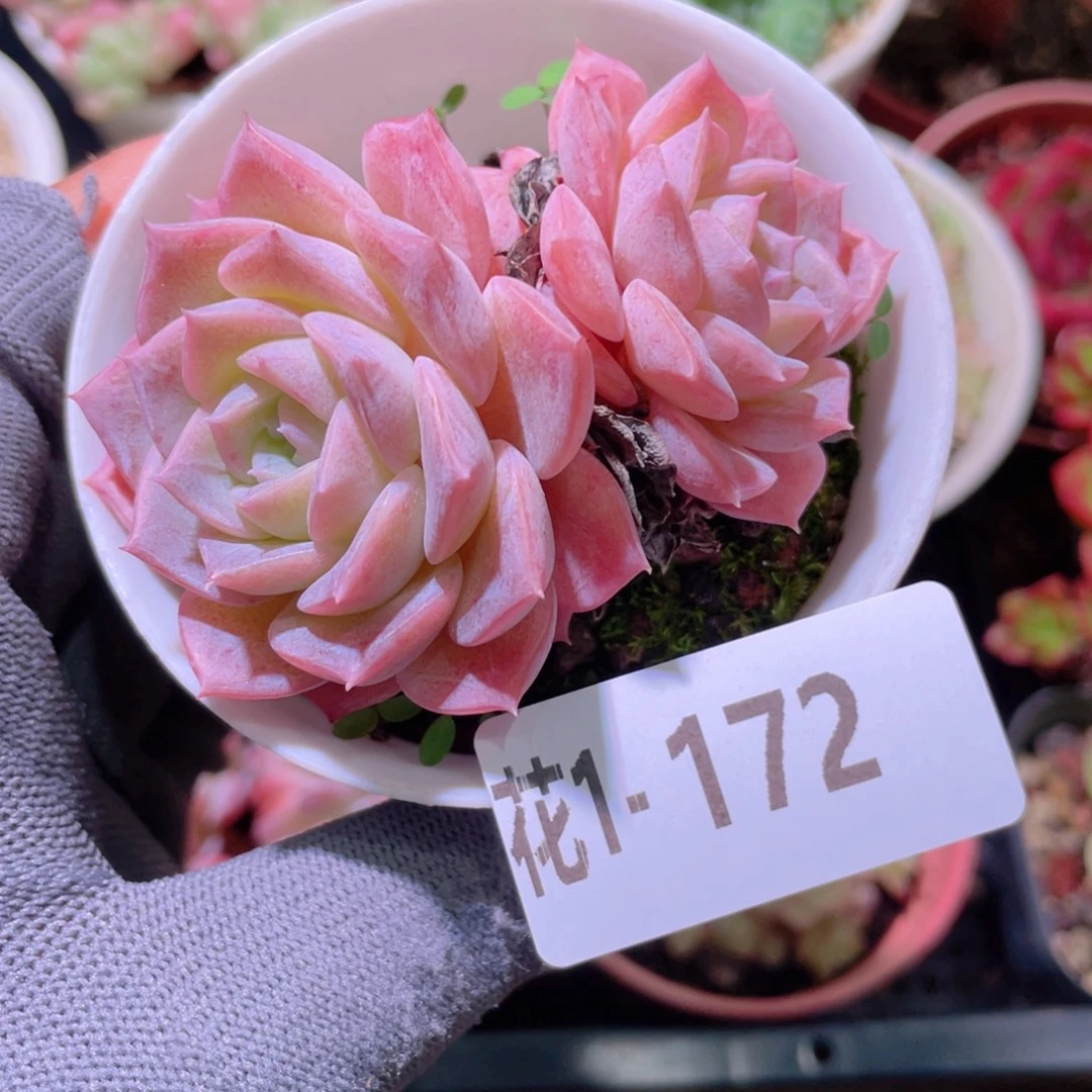 花利美 1-172纯爱