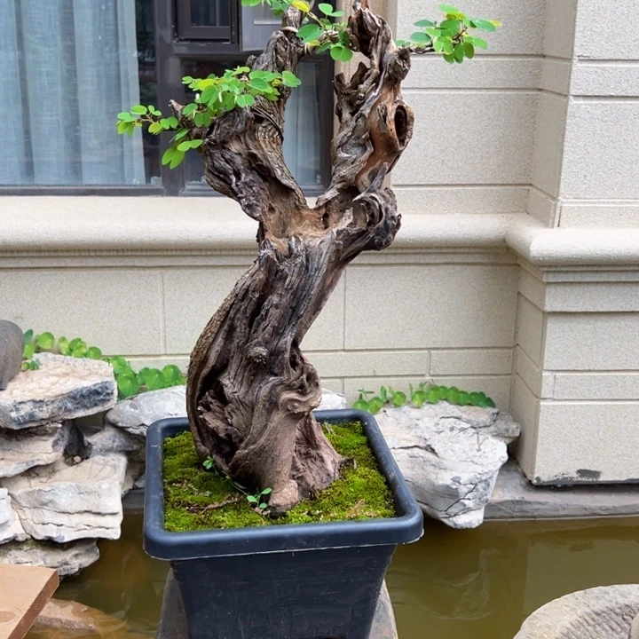 虞***翔无花朵羊蹄甲盆景老桩