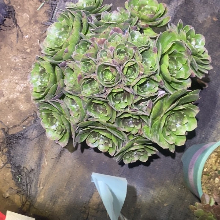 万圣节46多肉植物法师法师
