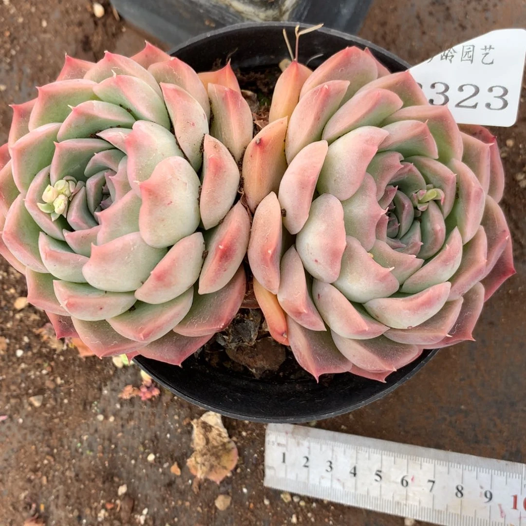8323杂交多肉老桩