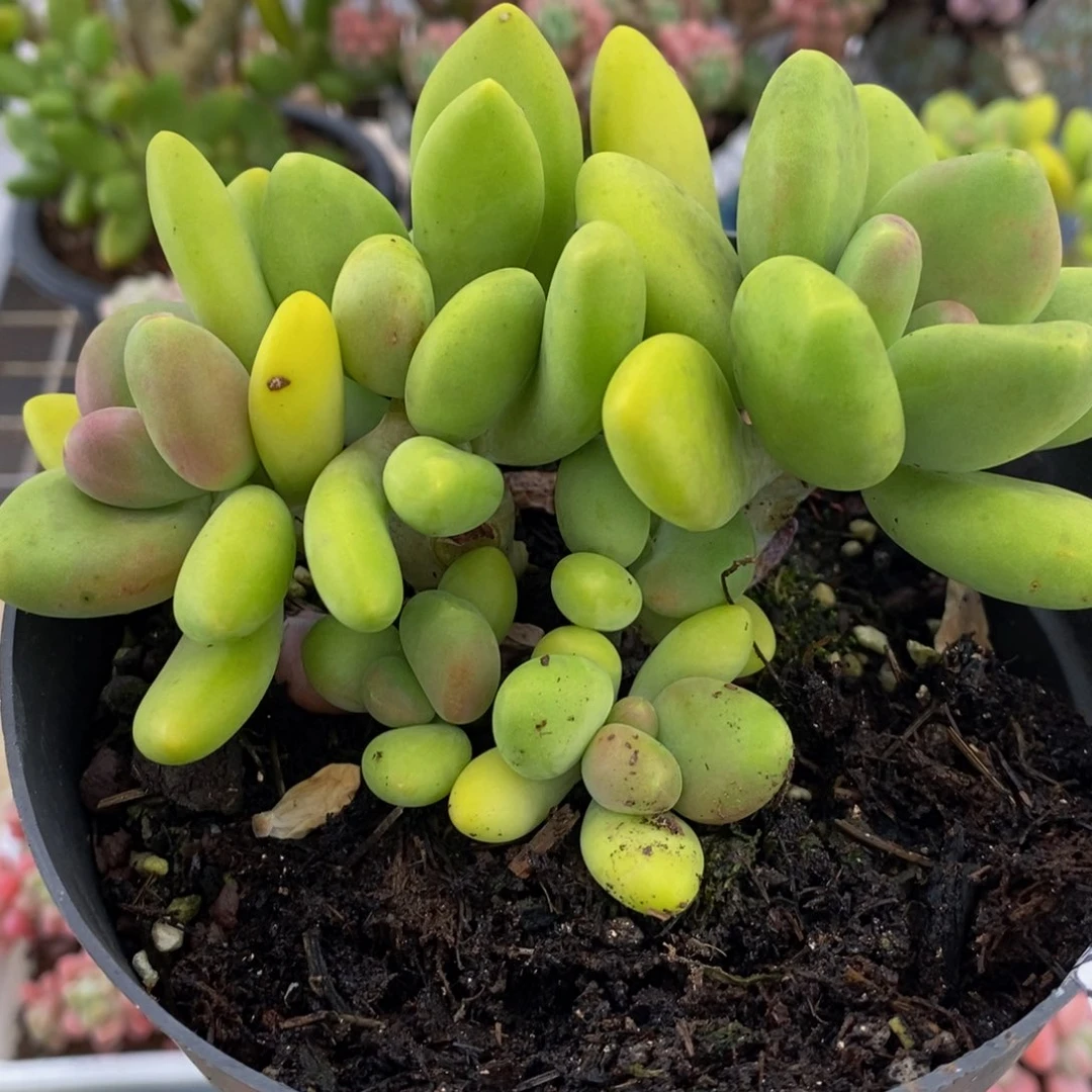 764芒果奶10cm多肉