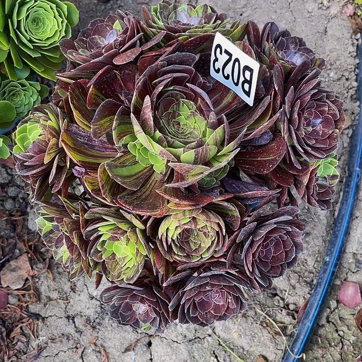 花月夜13-/-27包邮法师