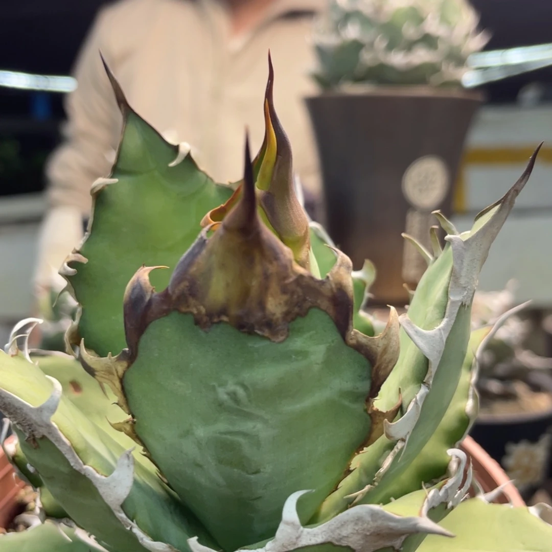 野二8888888888888888