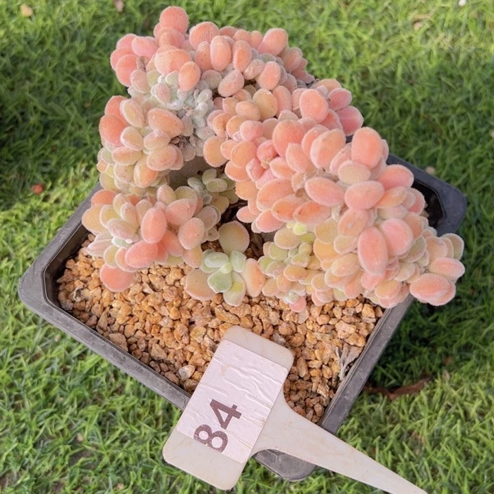 健健康康平平安安