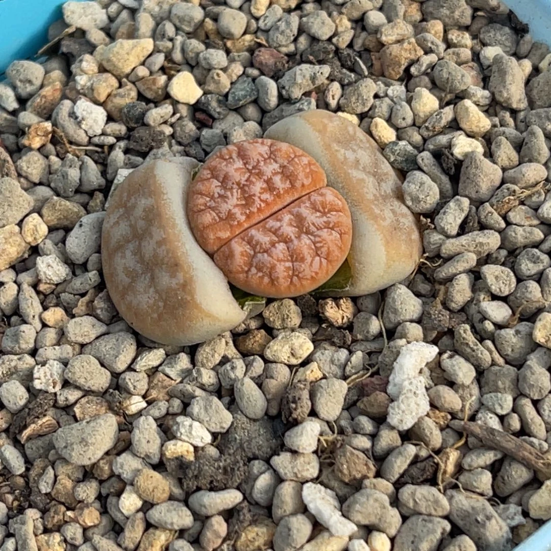 9846雪花睫毛拿铁一颗