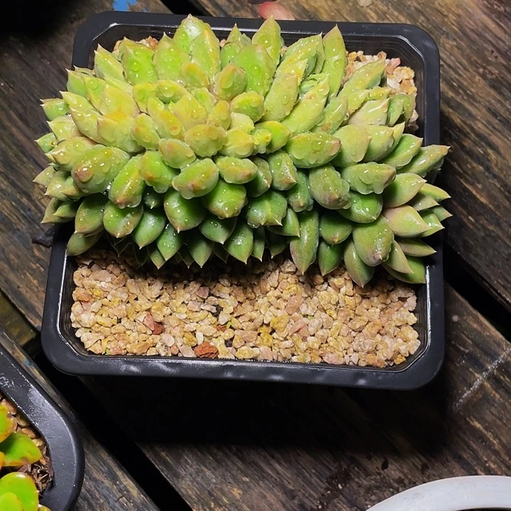 梦***萍多肉植物寄养象牙