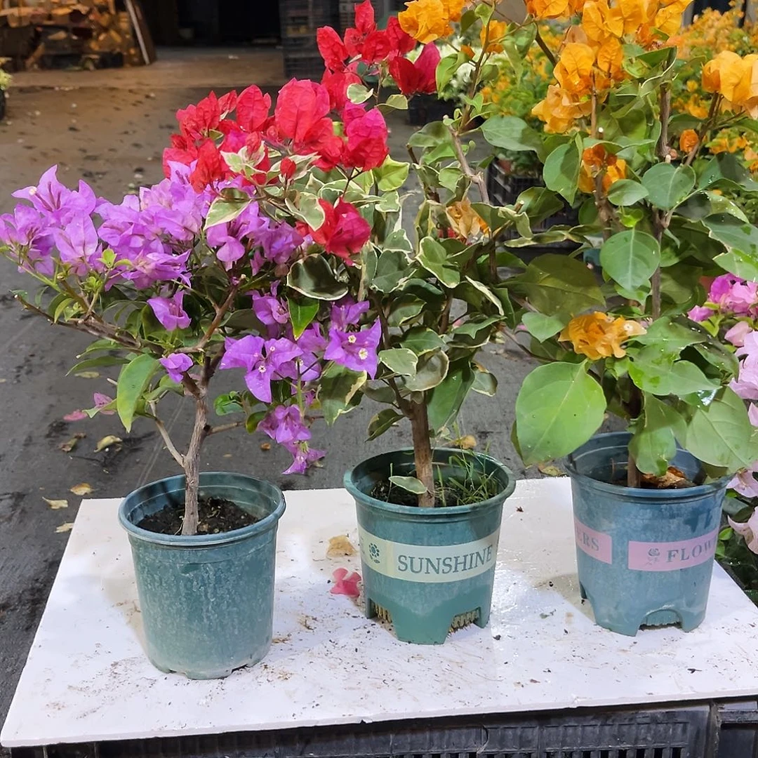 大部分花苞少量开放雪紫，孟加拉红，加州黄