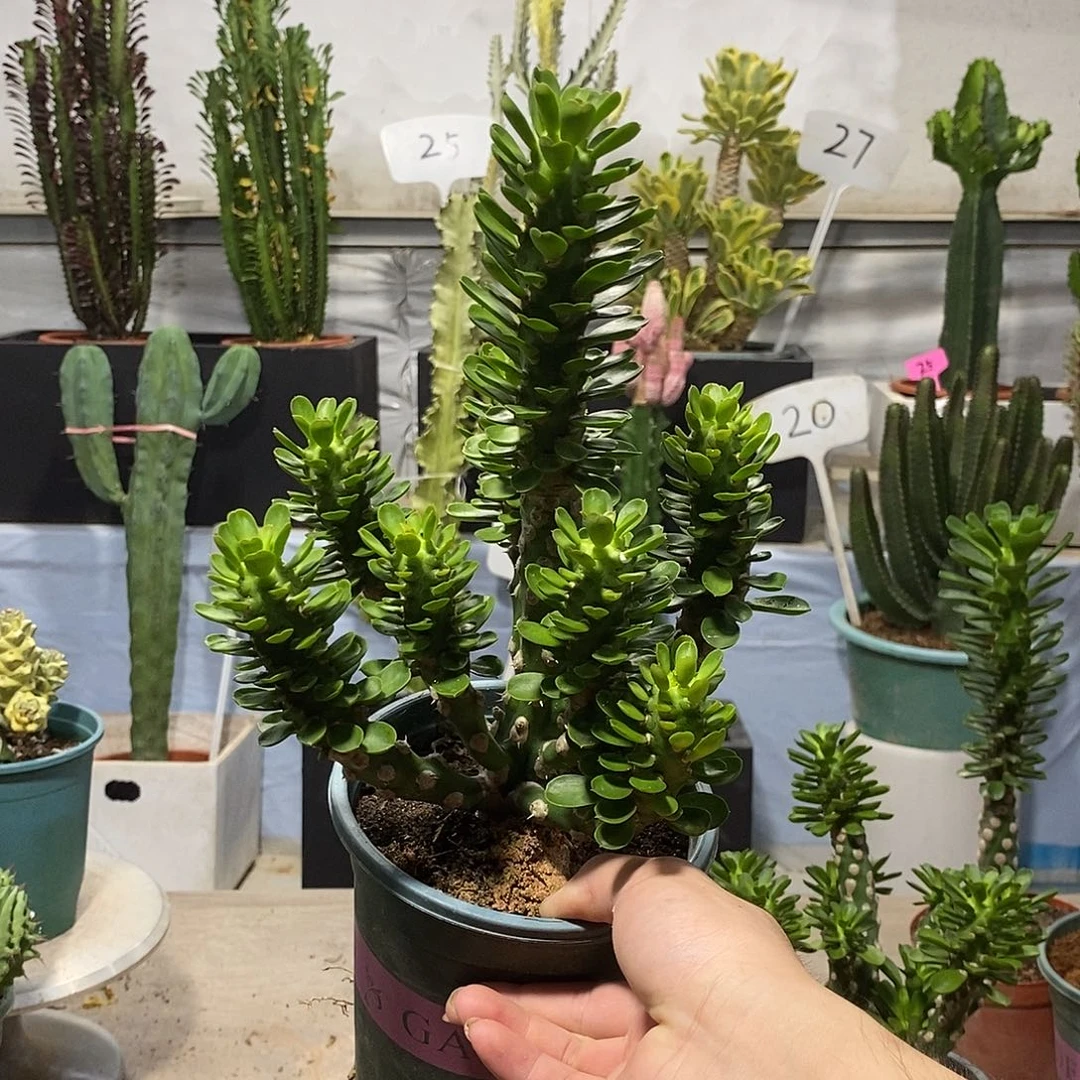 无花朵无刺霸王鞭一物一拍