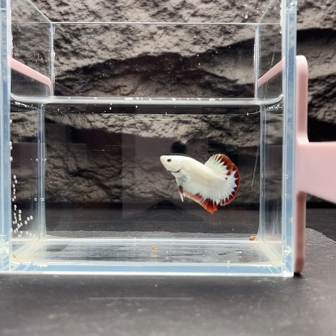 海胆宙斯斗鱼竞拍11-21