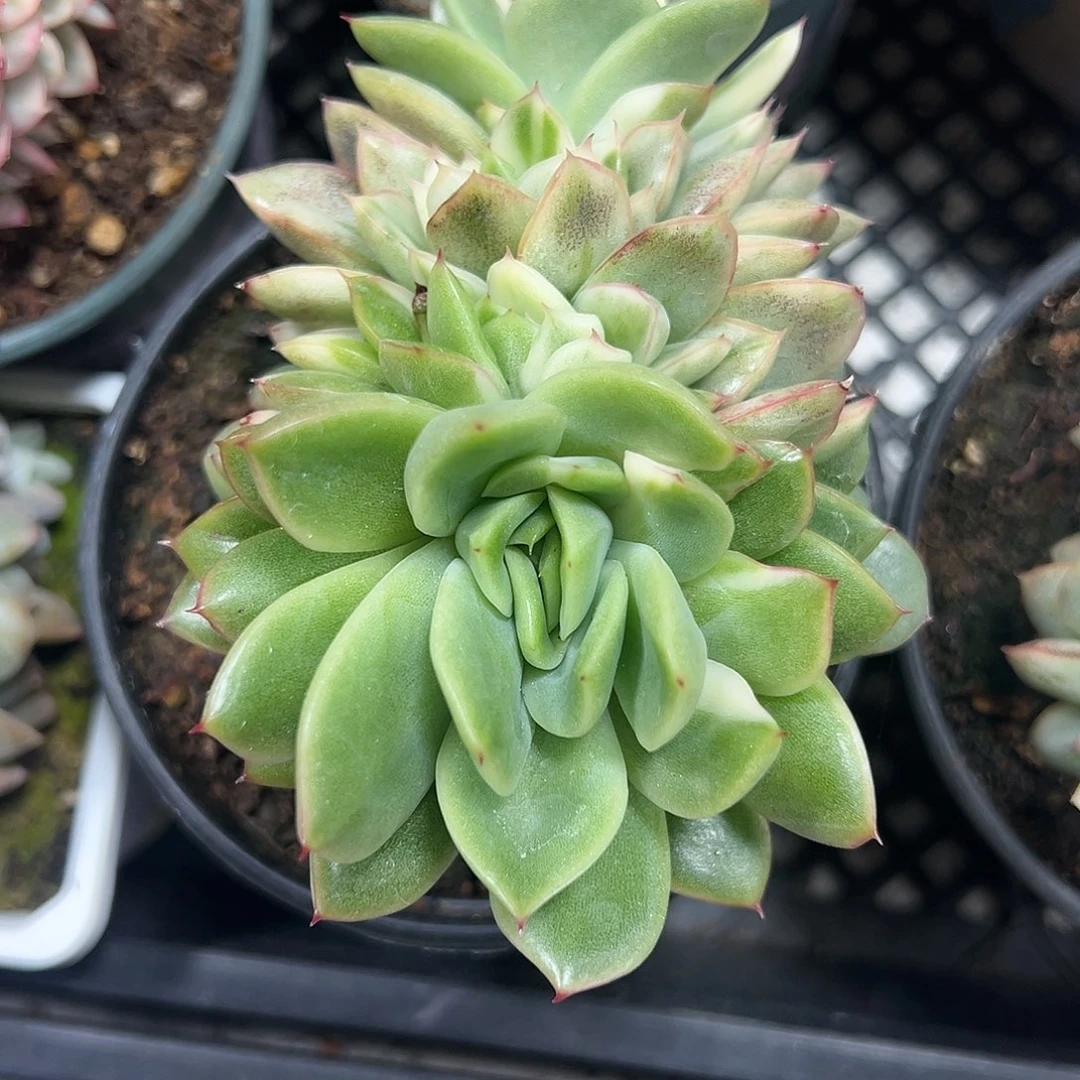 麦秆锦缀多肉植物