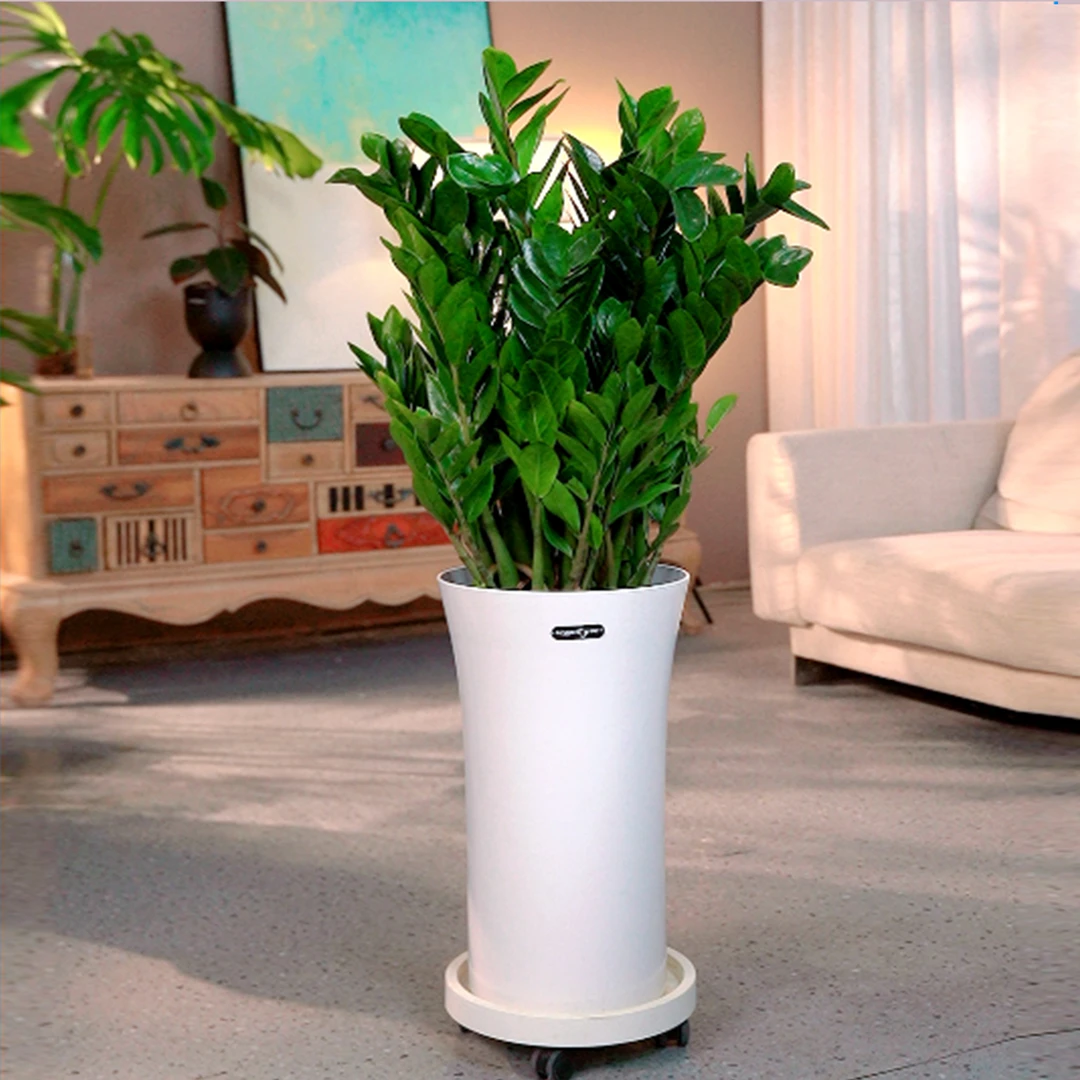 1.2米-1.4米【落地款金钱树】【顺丰送货上门】好养金钱树带盆