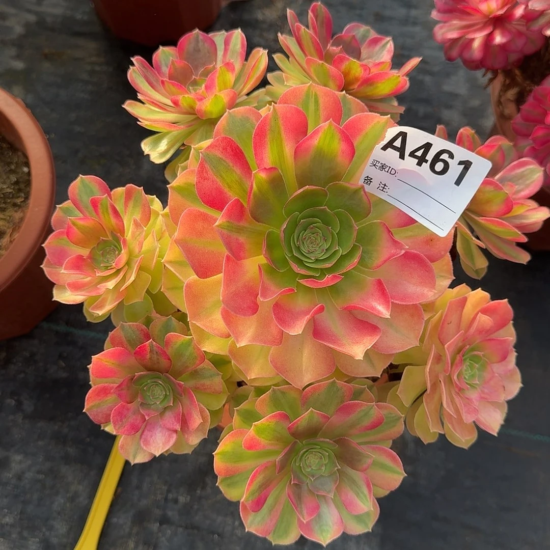 雨荷多肉法师a461