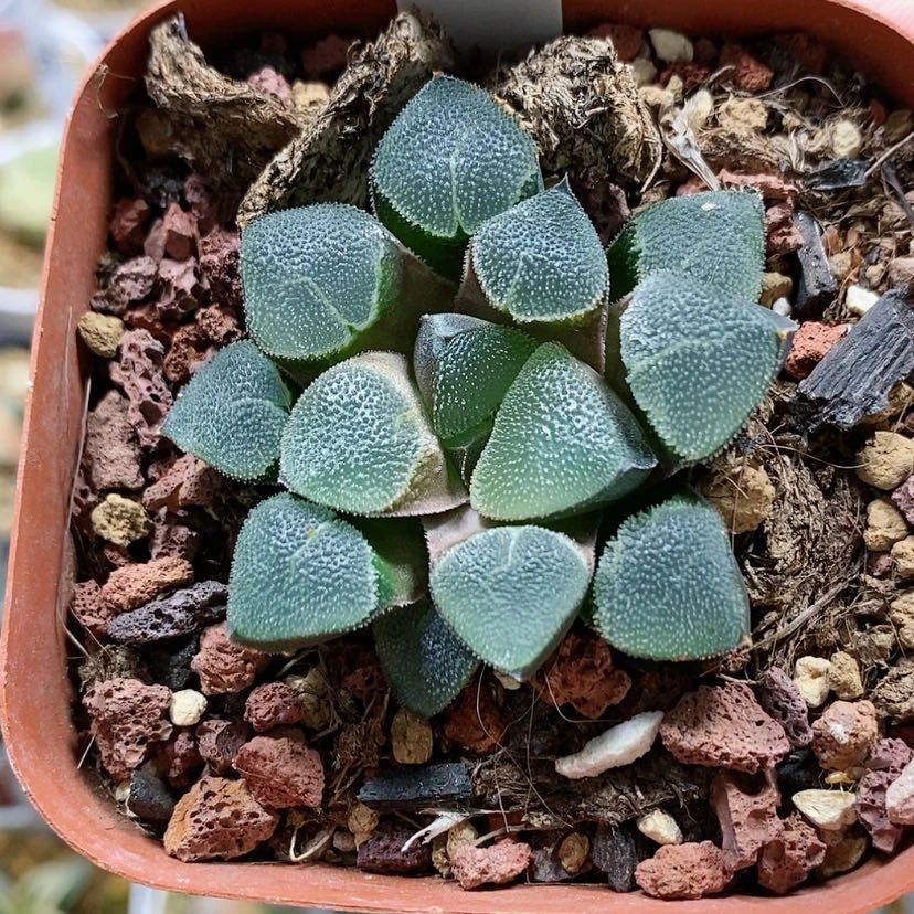 【闪购商品】70翠贝