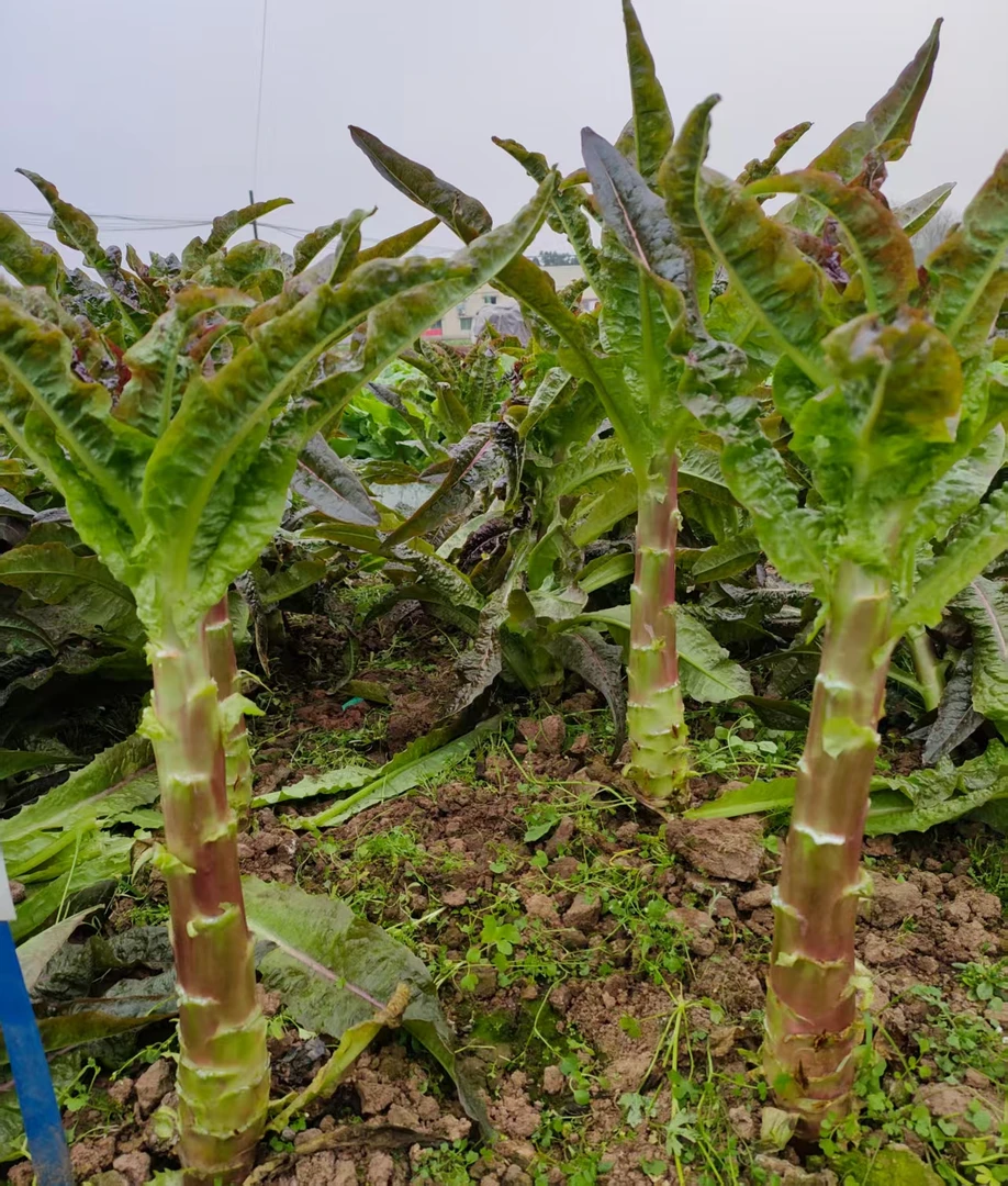 川塔精品补血天骄莴笋种子 红皮尖叶绿肉 口感清香 抗病性强