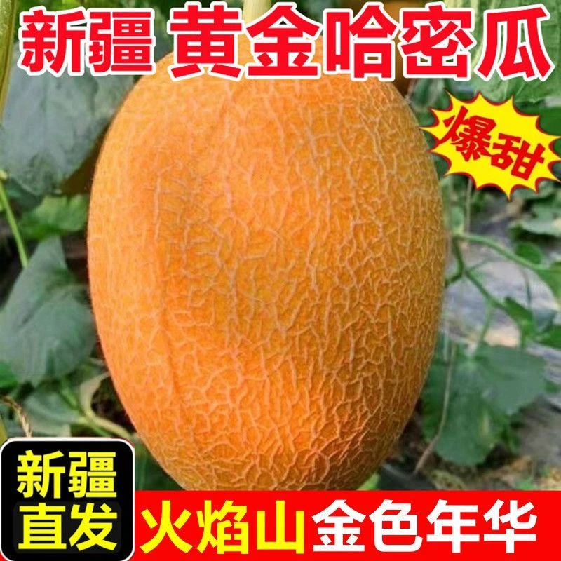 【新疆吐鲁番】直发金色年华哈密瓜现摘现发当季新鲜脆甜多汁水果2
