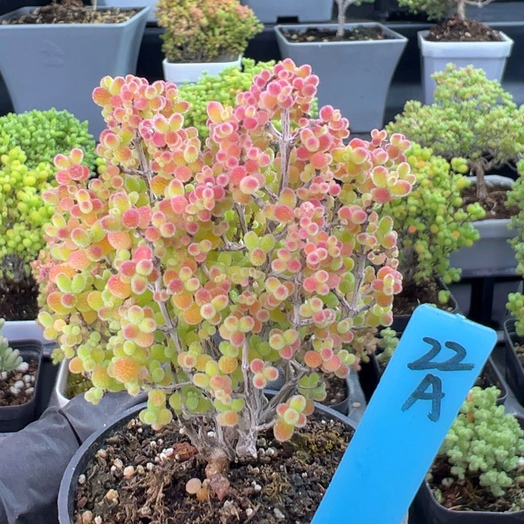 精控蜜橘小树22号