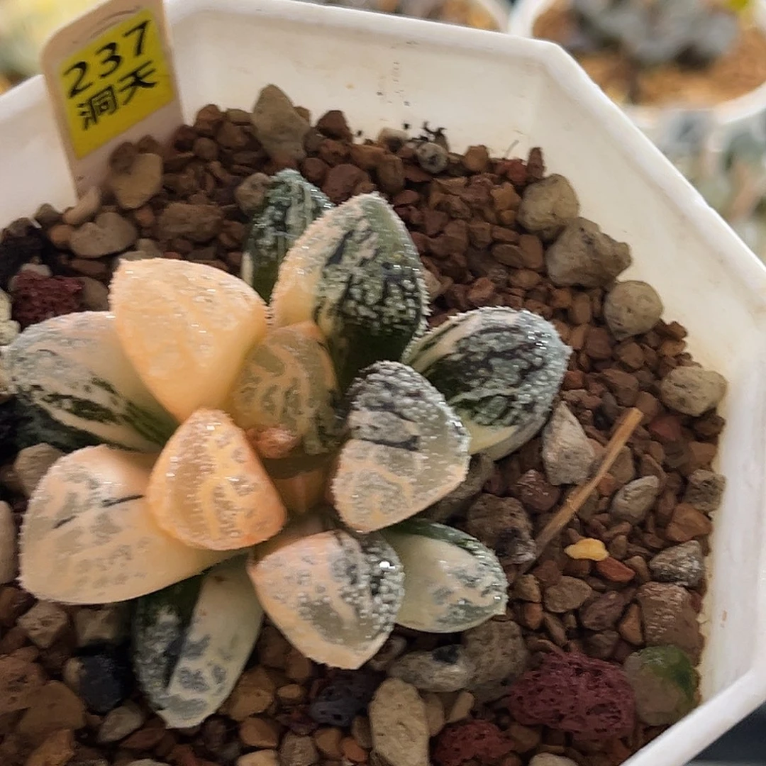 237魔多寿锦福利福利