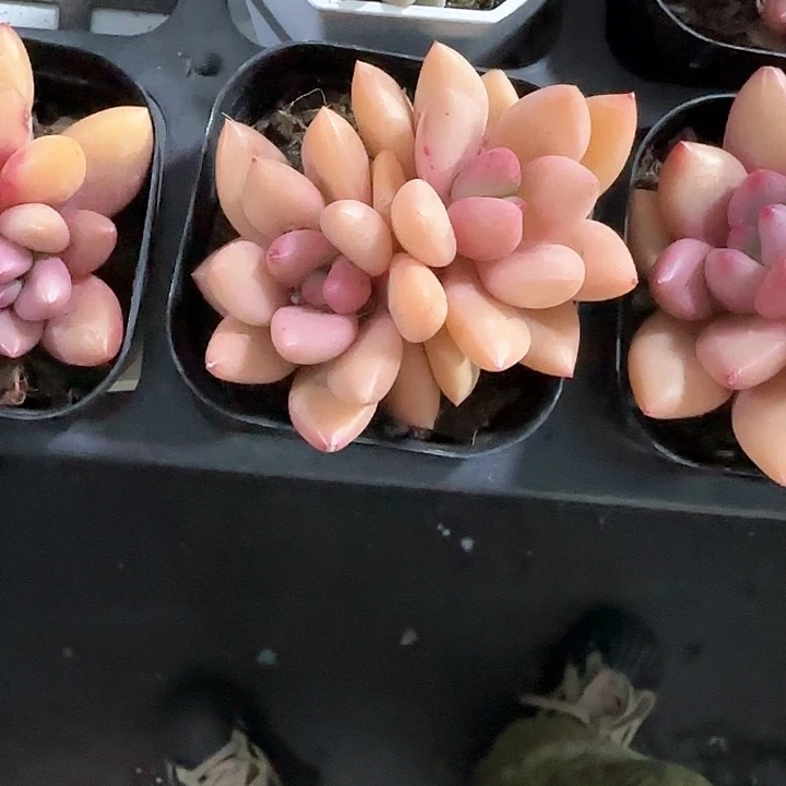 青蛙王子儿童牙膏111