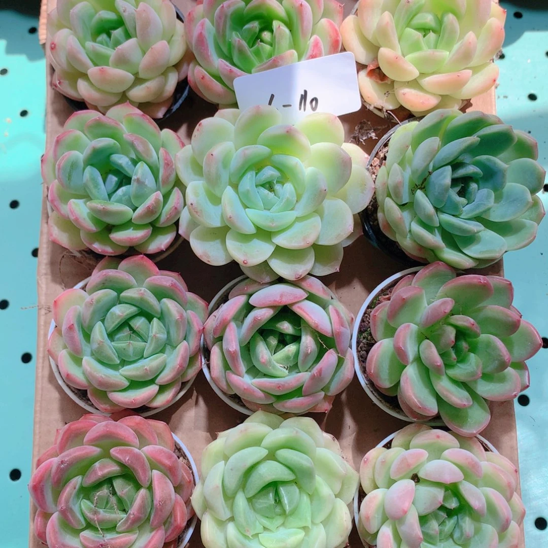 26-110一物一拍带盆18颗