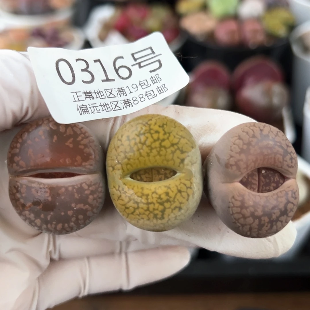 好养易活生石花大母本0316