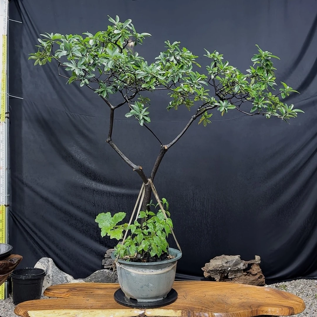 无花朵海岛春花熟桩春花