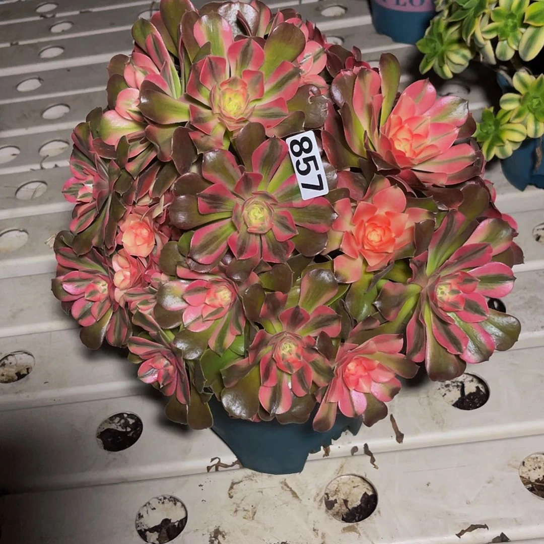 法师法师7/-26包邮法师