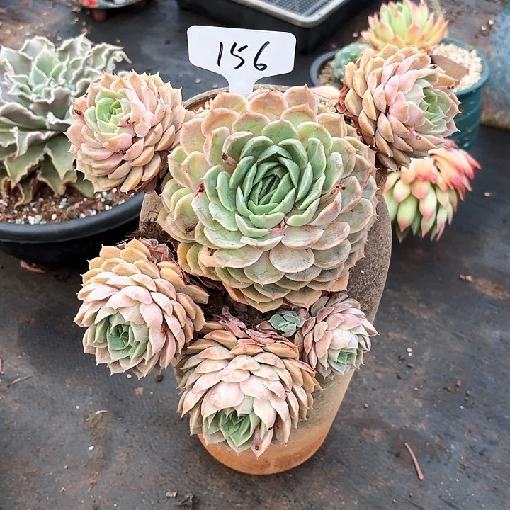 多肉植物，昂斯若156号