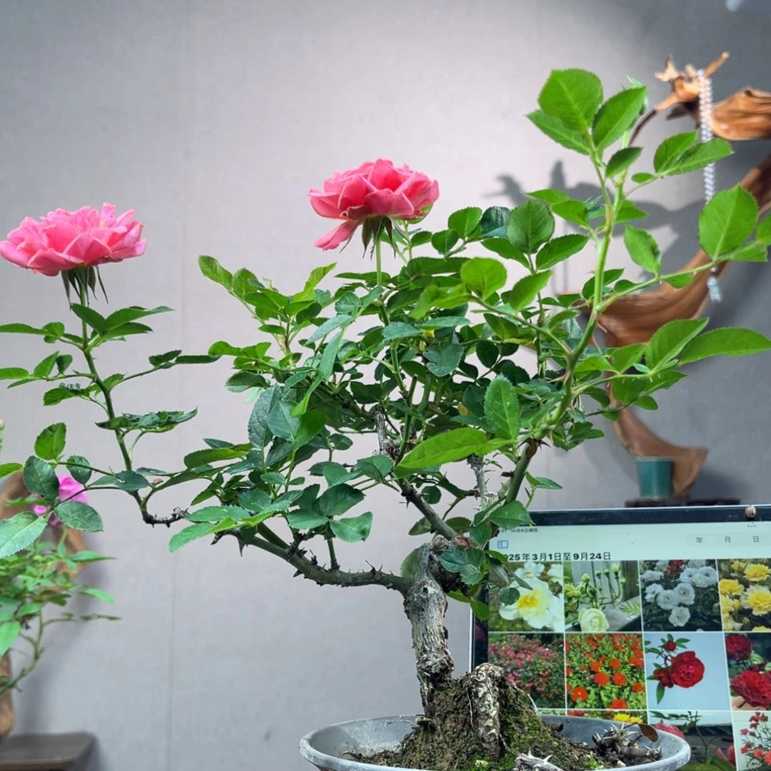 @***生少量花朵（建议范围：2朵-5朵 或40%以下）