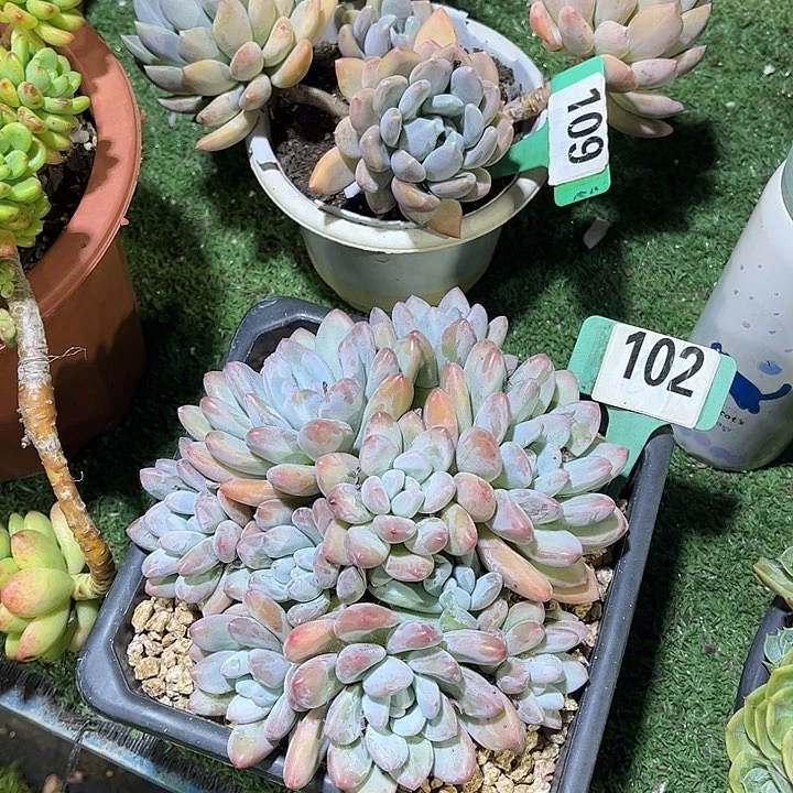 游***游潘美人香水组合109