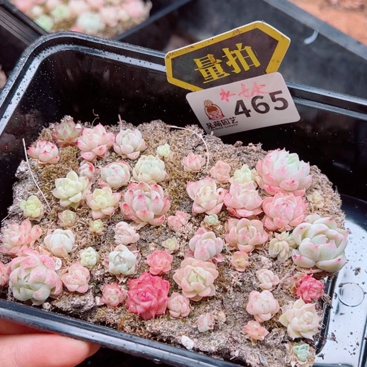 多肉植物多肉植物