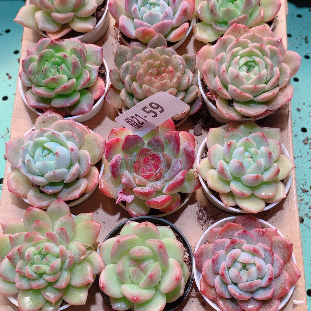 21-59一物一拍多肉带盆18颗