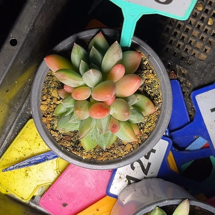 l***.多肉植物三色美人330