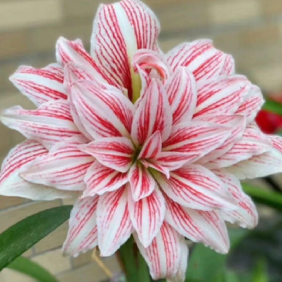 之河大花重瓣朱顶红大球国内包对版对色