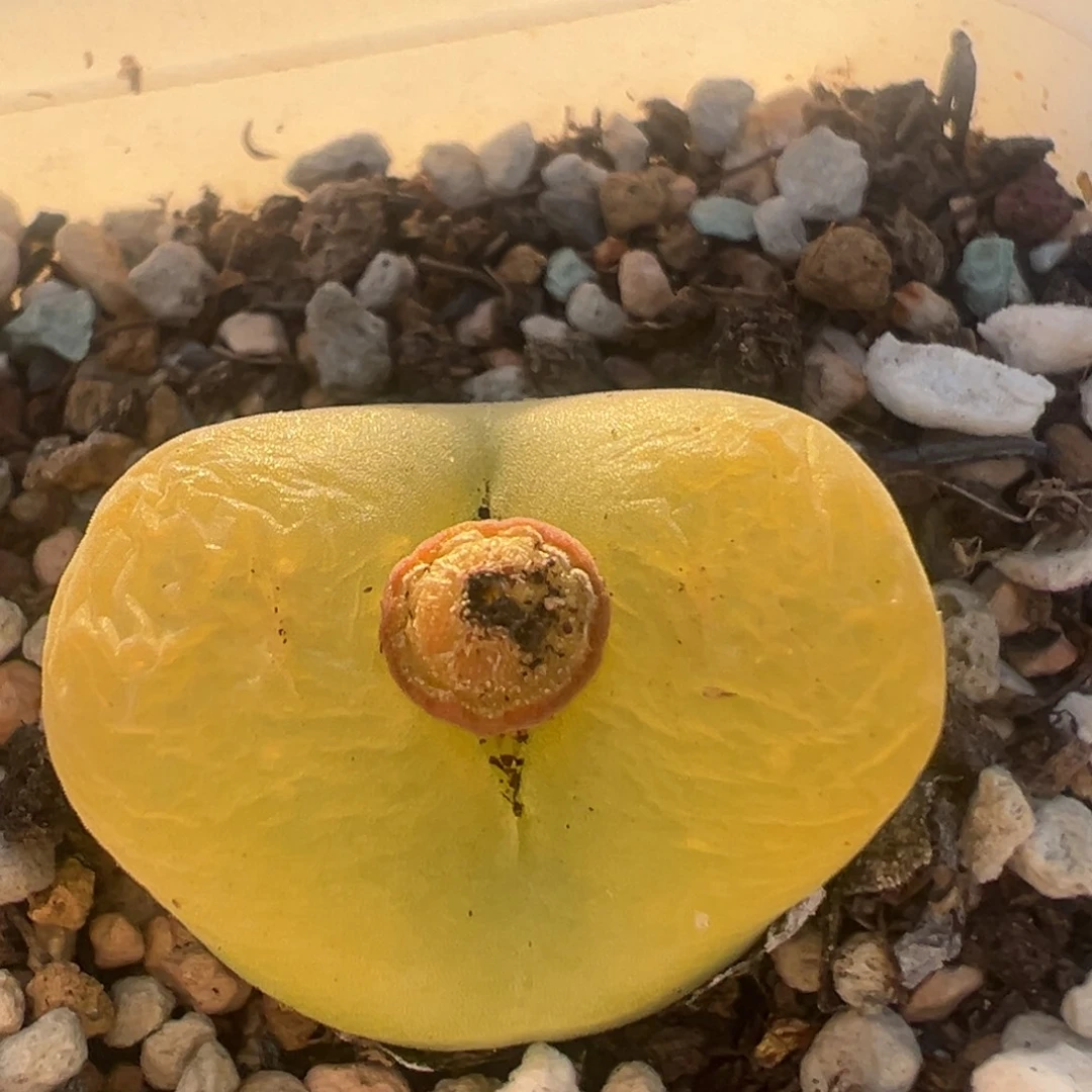 220多肉植物百科植物