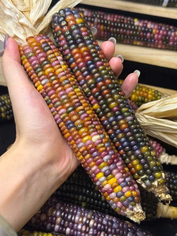 文玩玉米一物一拍不退不换