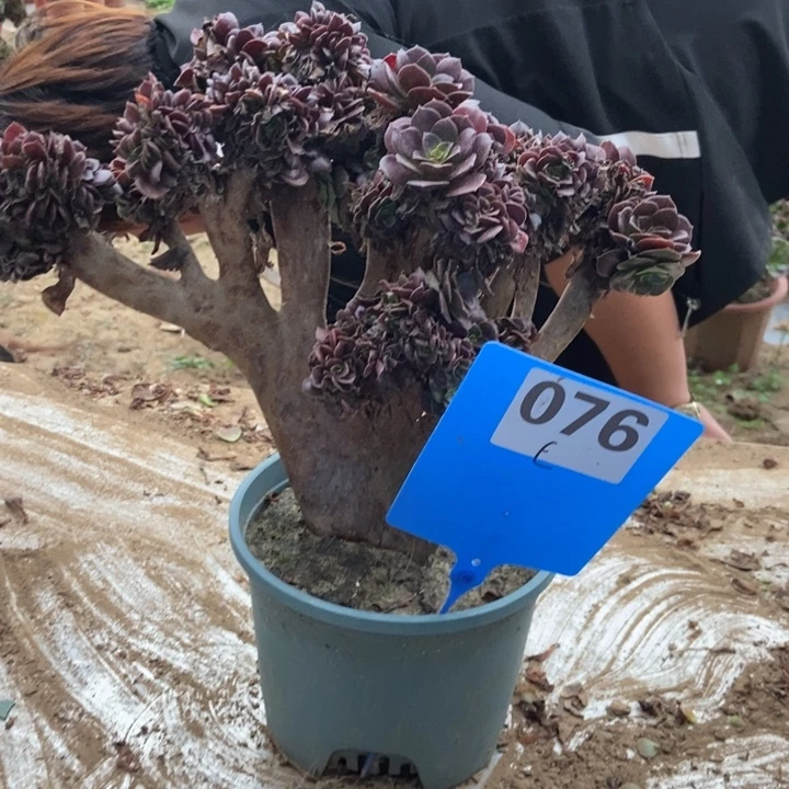 旷***尘C076欧缀欧紫老桩