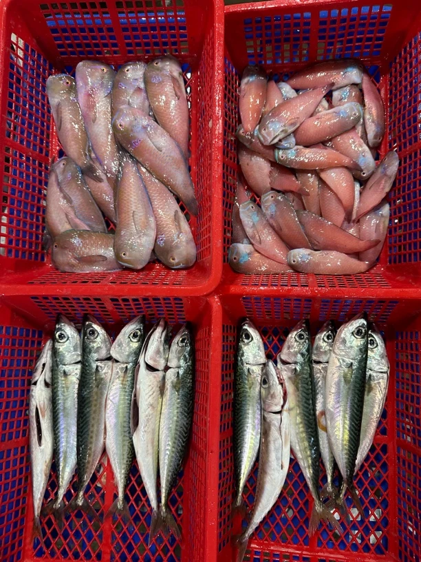 【集胜味】拼单4斤（体验价）蓝妹1斤小红心1斤花仙2斤