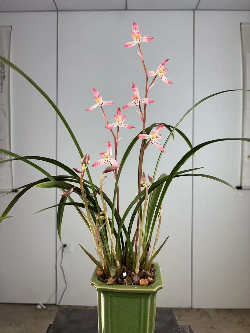 建兰 新品 女儿红 花开浓香 好养易活带花