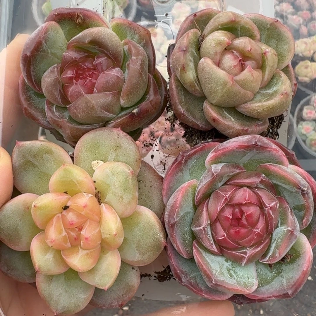 一物一拍一物一拍1102-278