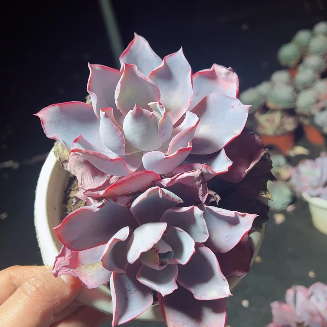 晚霞双头起老桩多肉