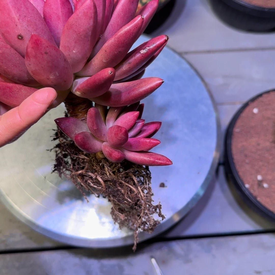 赫菲虞美人多肉植物一物